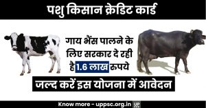 Pashu Kisan Credit Card: गाय-भैंस पालने के लिए सरकार दे रही है 1.6 लाख रुपये, जानिए आवेदन की पूरी प्रक्रिया