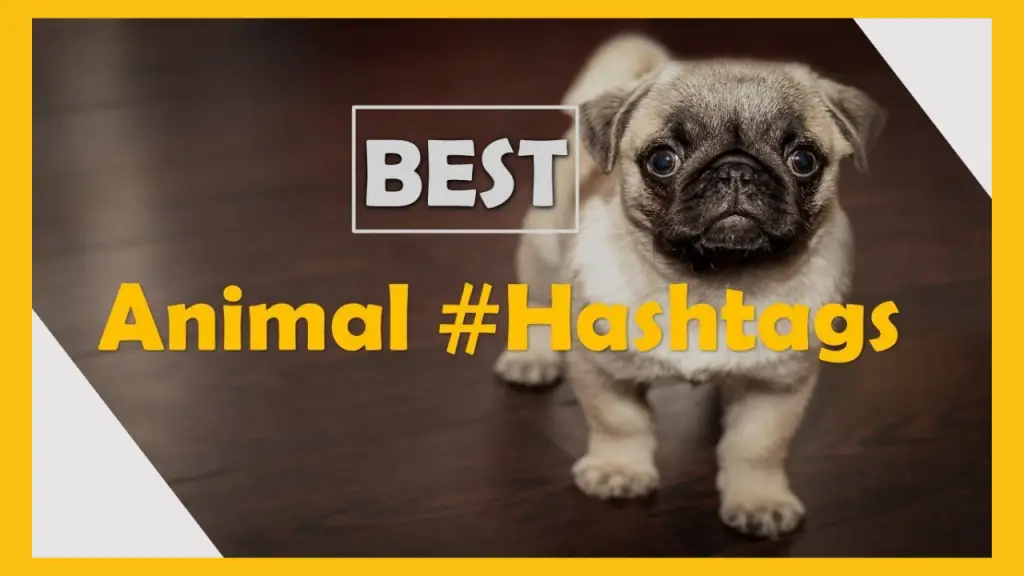 Instagram Hashtags For Animals