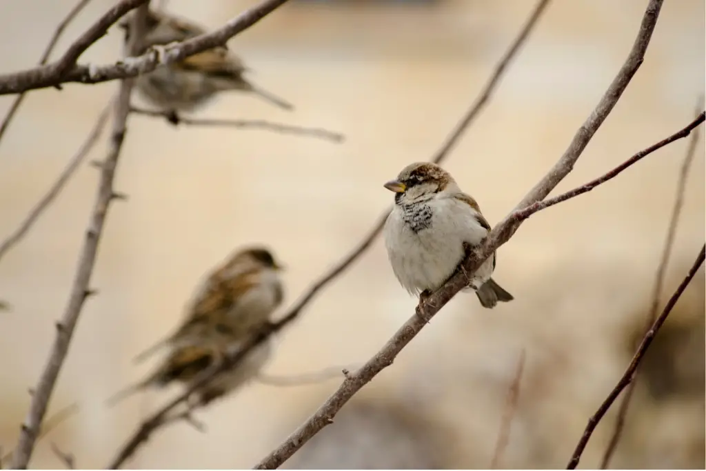 Sparrow Meaning In The Bible