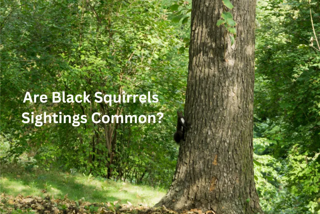 Spiritual Meaning Of Black Squirrel