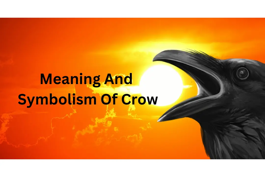 4-crows-meaning-what-does-seeing-4-crows-mean-spiritually-uppsc