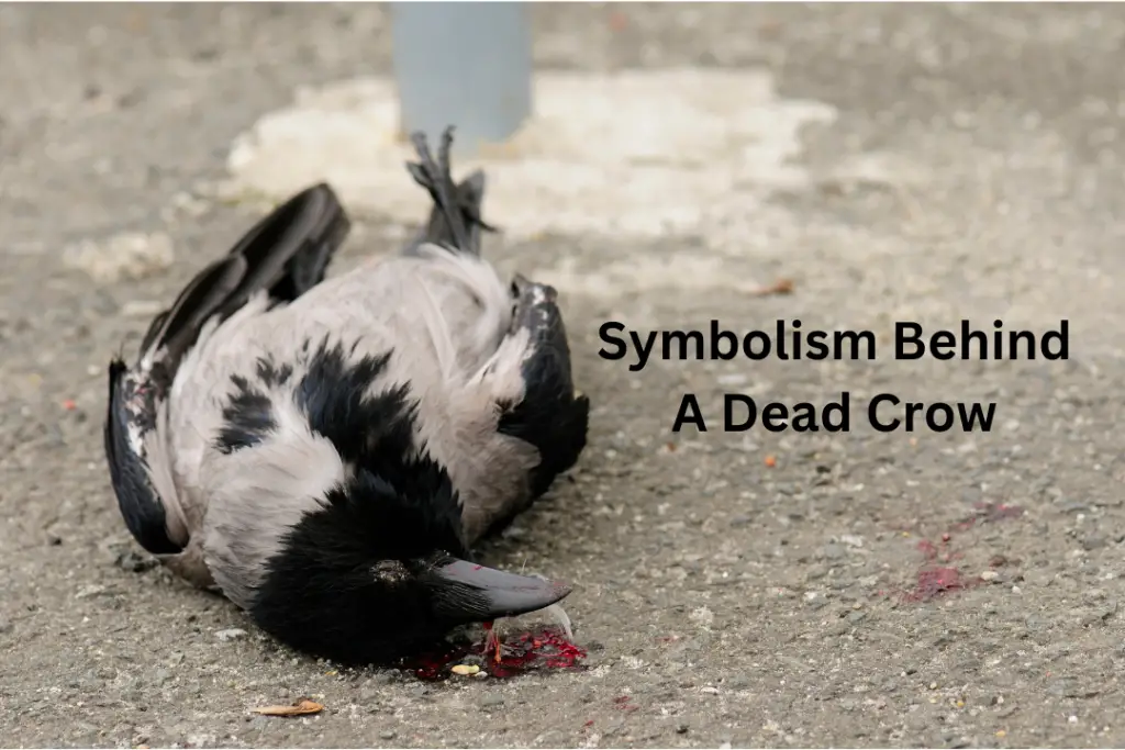 Symbolism Behind A Dead Crow 