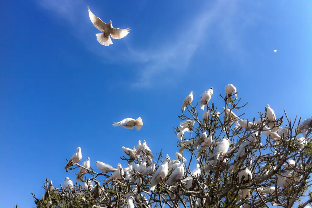 Spiritual Meaning Of Seeing A White Bird