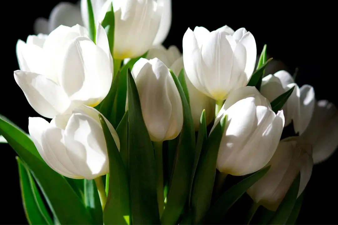 Biblical Meaning Of White Flowers