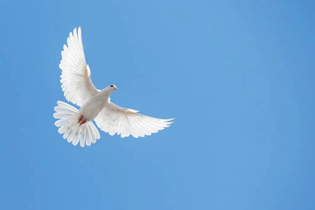 Spiritual Meaning Of Seeing A White Bird