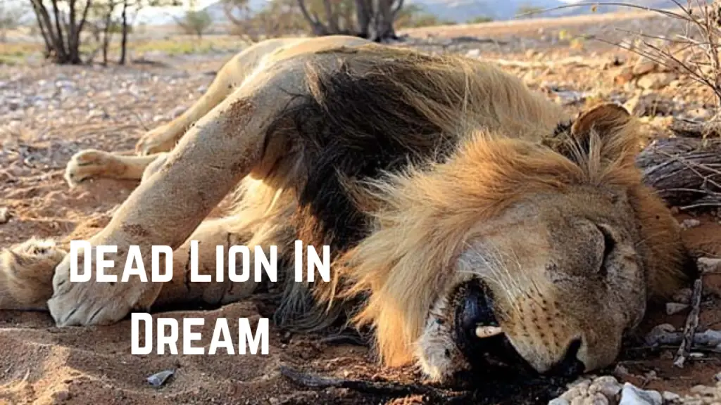 Dead Lion In Dream
