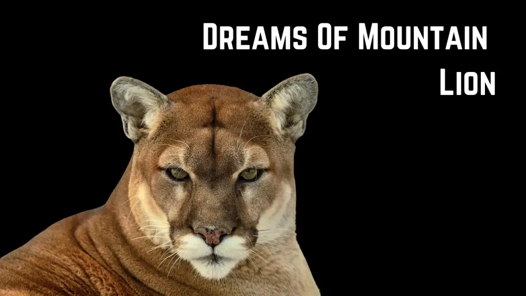 Dreams Of Mountain Lion