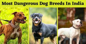 Top 11 Most Dangerous Dog Breeds In India 2023 (Updated List)