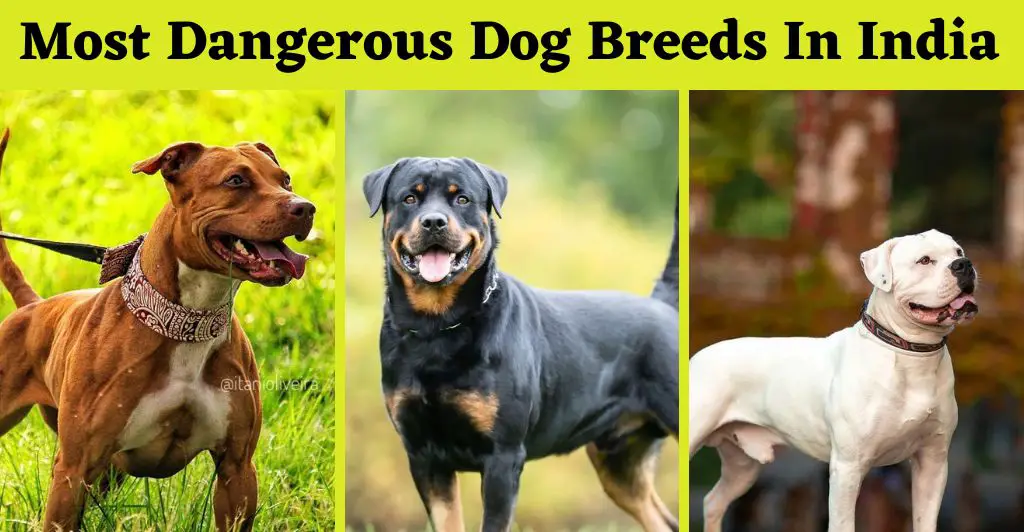 Most Dangerous Dog Breeds In India