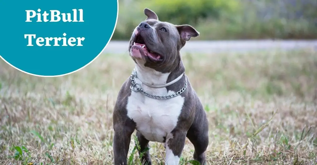 PitBull Terrier Most Dangerous Dog Breeds In India