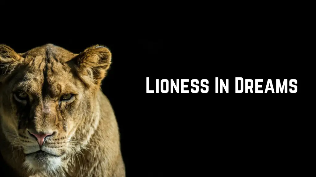 Lioness In Dreams
