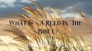 <strong>What Is A Reed In The Bible? Mentions Of Reeds In The Bible</strong>