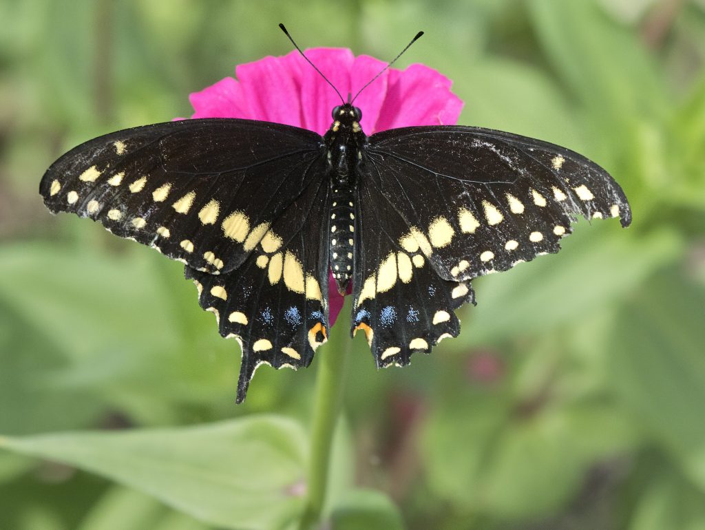Black Swallowtail Butterflies