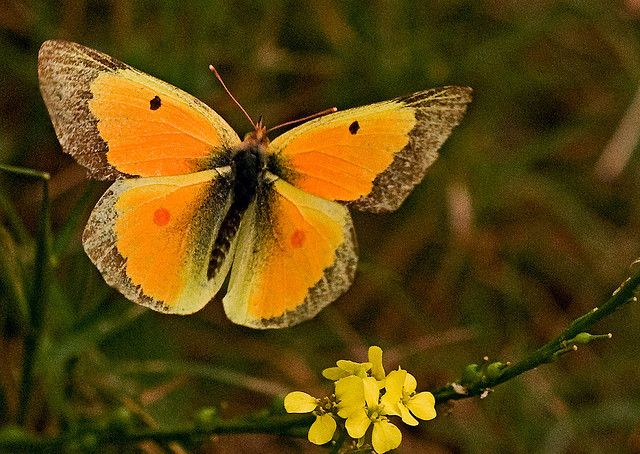 Orange Sulphur Butterflies