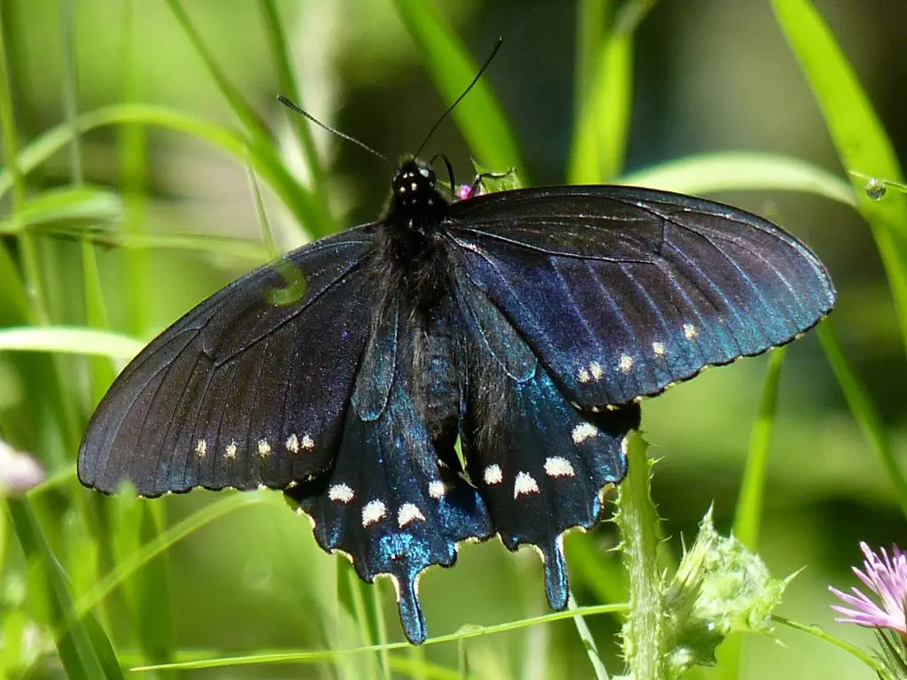 Pipevine Swallowtail Butterflies