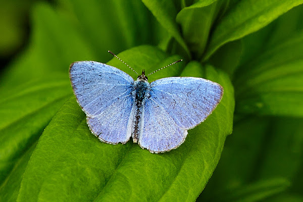 Summer Azure Butterflies