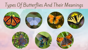 Types Of Butterflies And Their Meanings