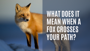 What Does It Mean When A Fox Crosses Your Path