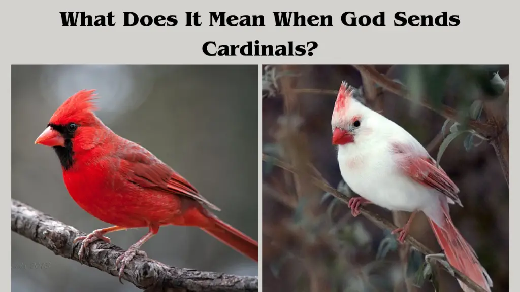 What Does It Mean When God Sends Cardinals