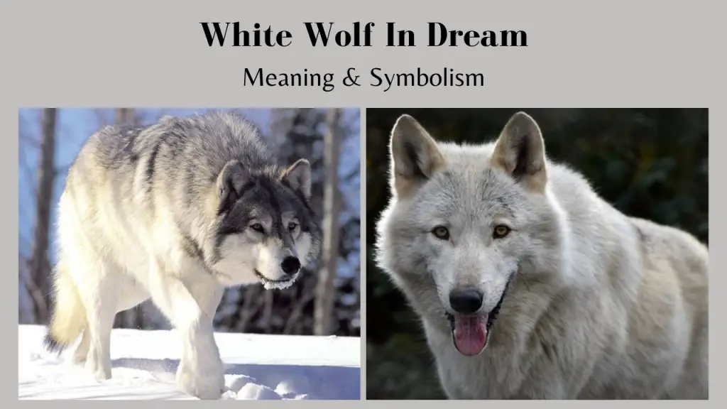 White Wolf In Dream